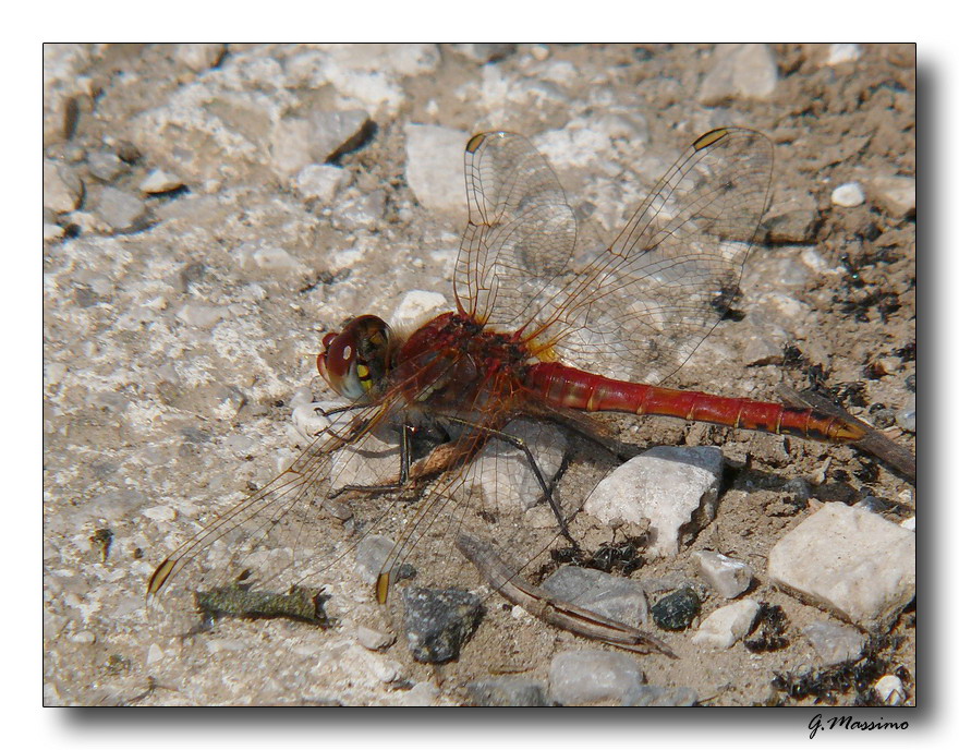 red dragonfly 8