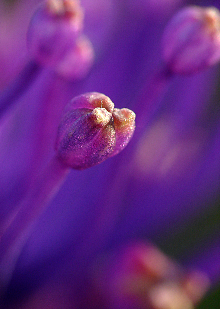 Stami di lampascione