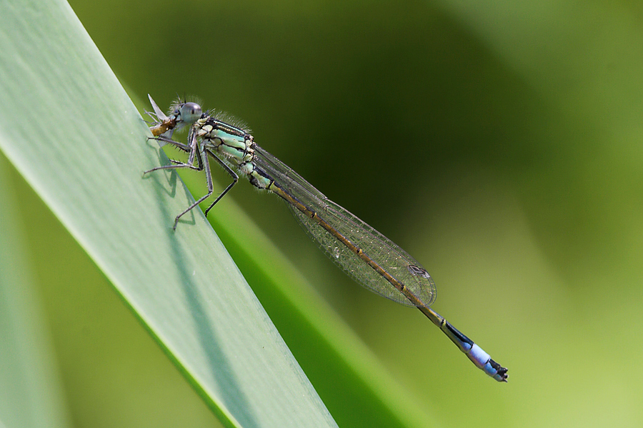 Fast Food! versione2