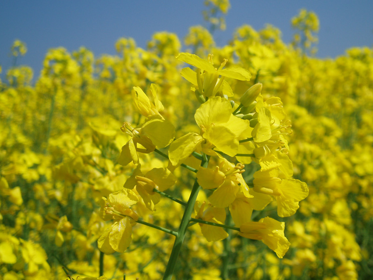 Giallo...quasi estate