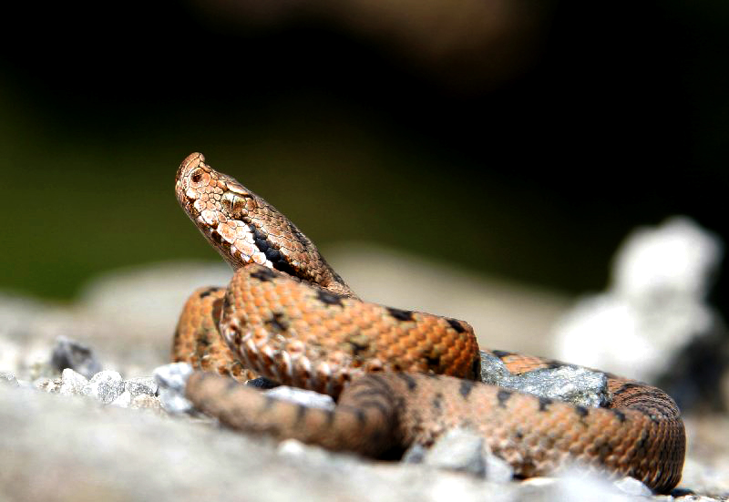 Vipera