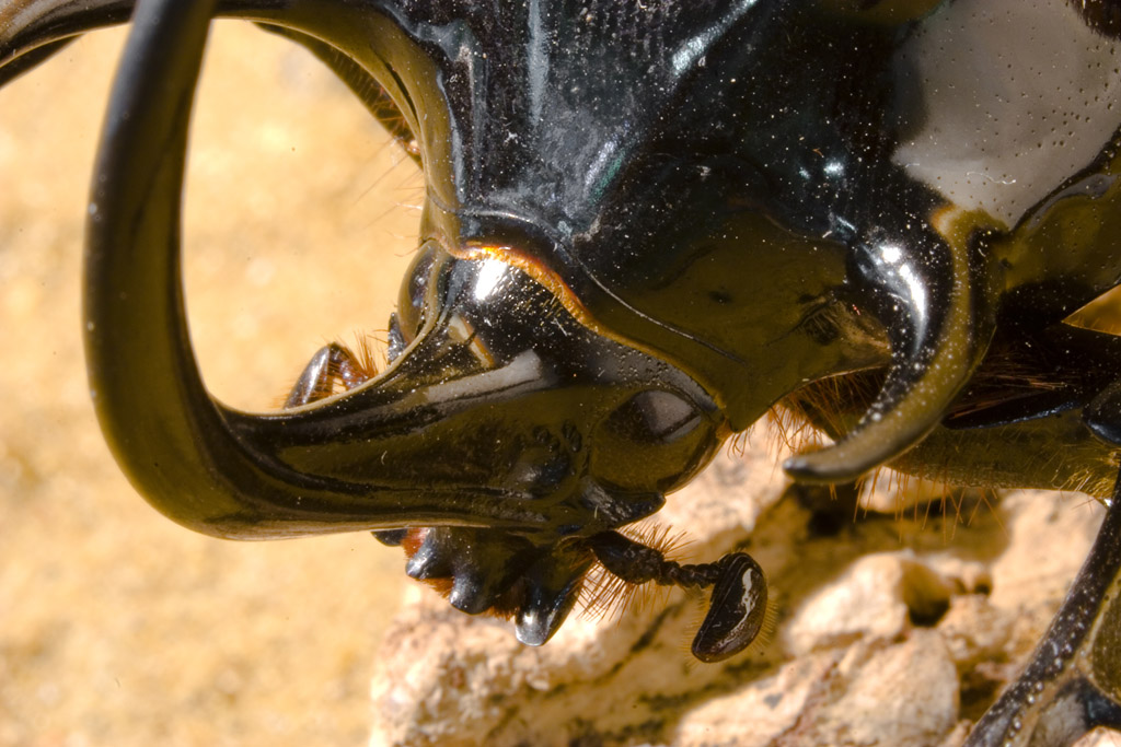 Eupatorus gracilicornis