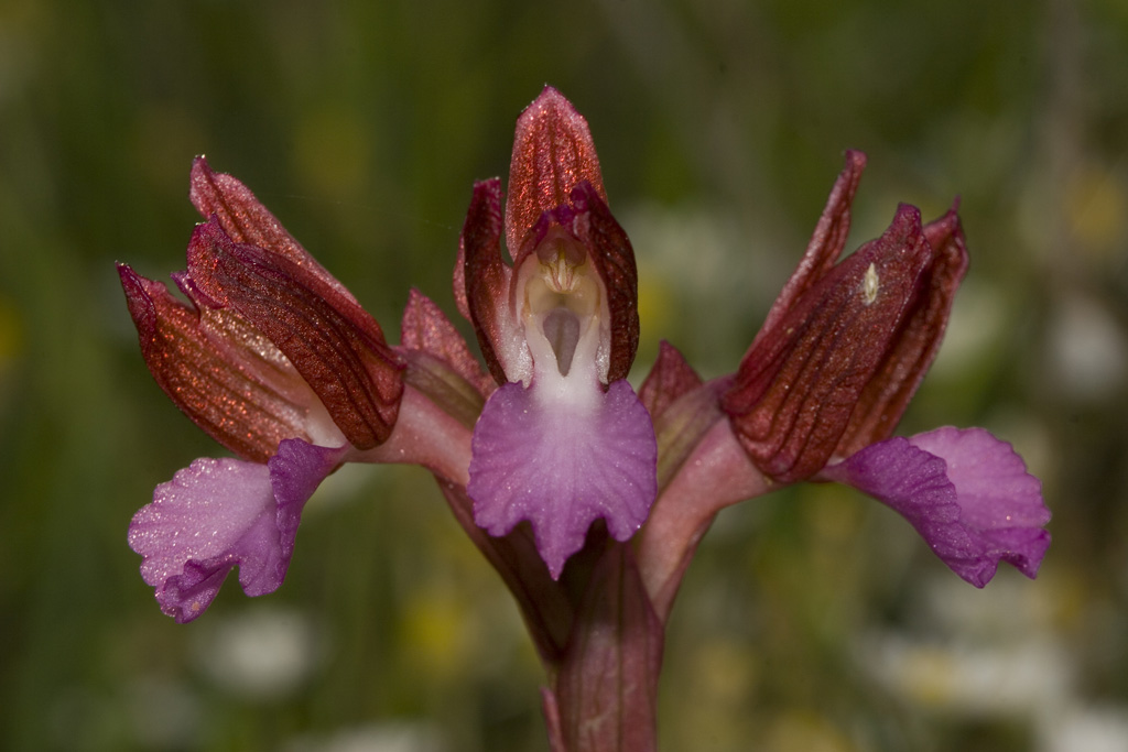 Orchis papilionacea