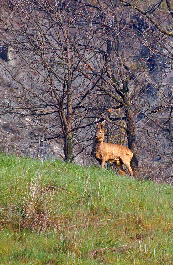 Capriolo Palcuto ambientato