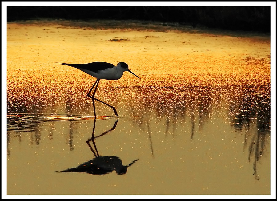 L'oro delle saline...