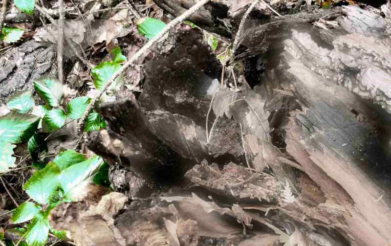 tronco (1) final 5 (part)800