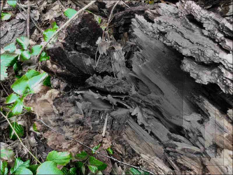 Tronco (1) final 1 (scolore e bordi)800