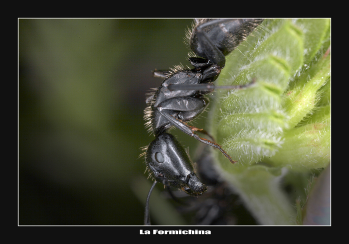 "La Formichina"