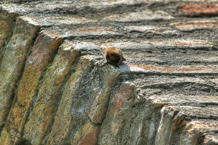 Pipistrello nottambulo