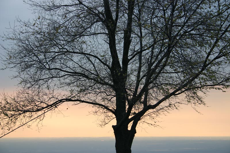 Albero al Tramonto
