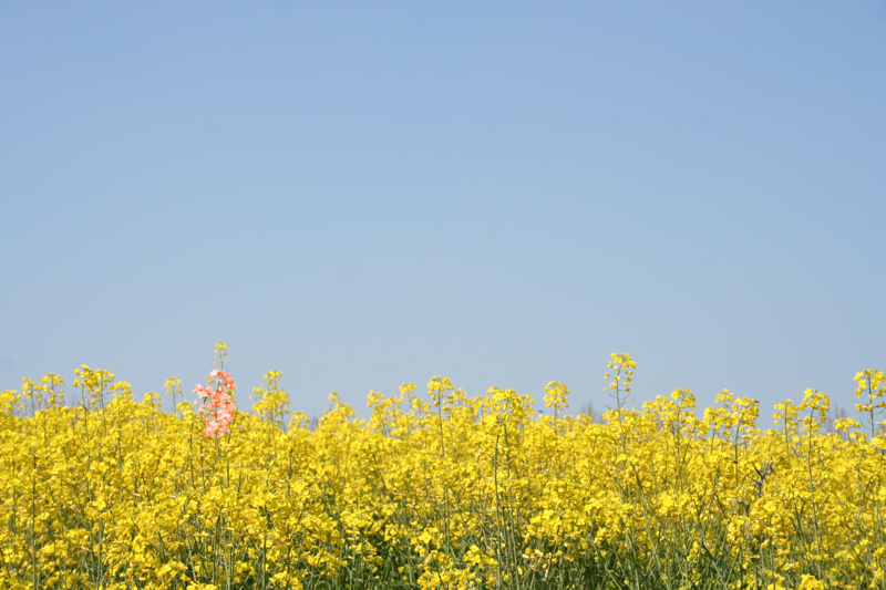 Punto d'attenzione rosso