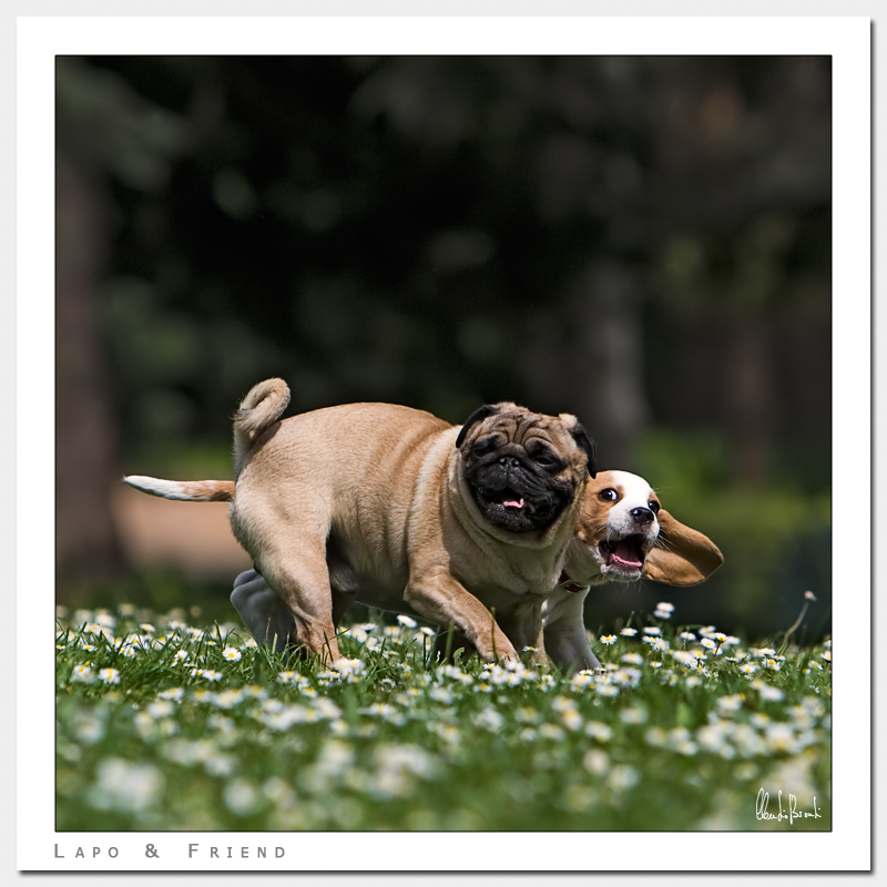 Lapo & Friend