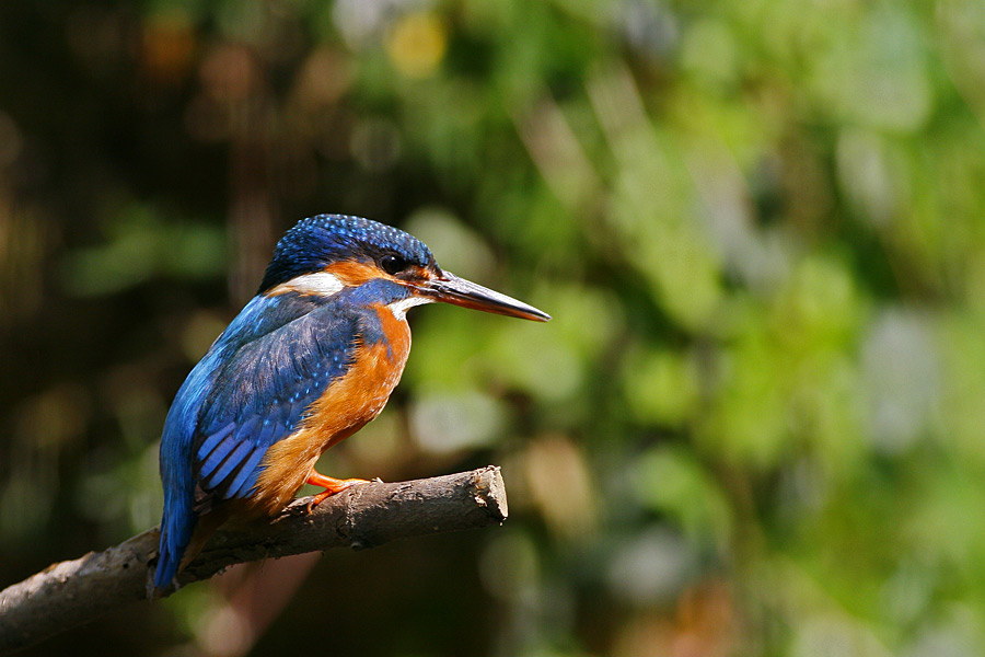 Martin Pescatore ...