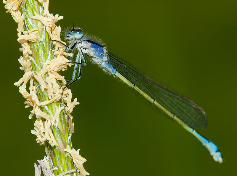 Libellula