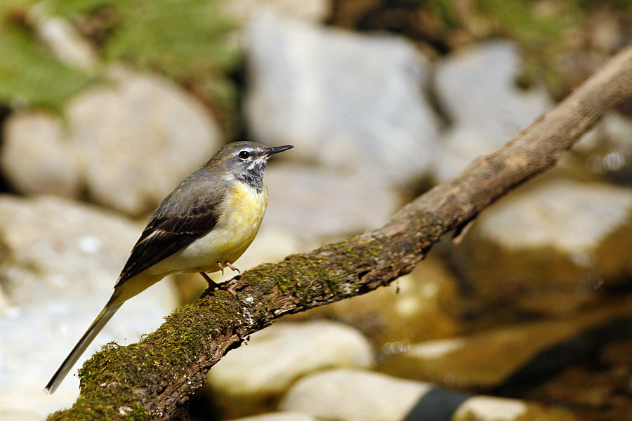 Ballerina Gialla ...