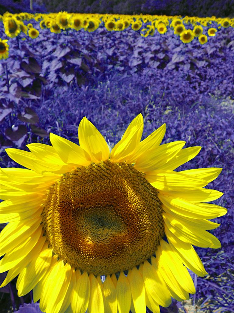 GIRASOLE IN CAMPO BLU