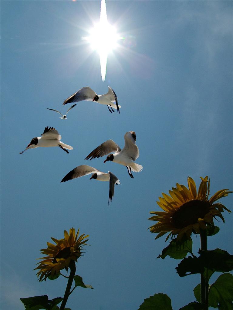 IN VOLO SUI GIRASOLI