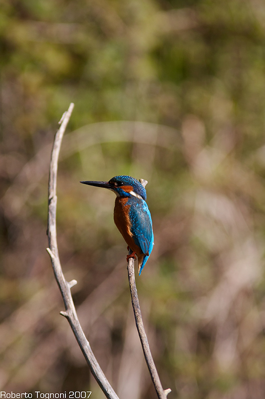 Fisher King act3