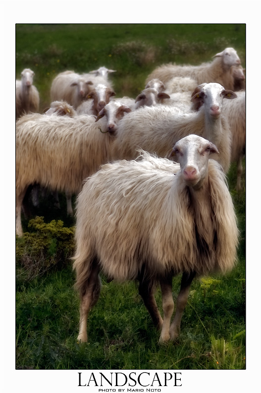 dettaglio di gregge
