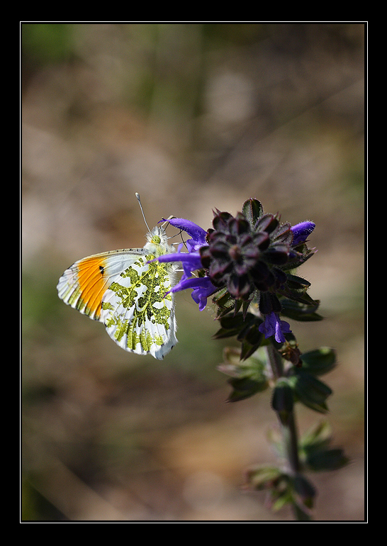 Anthocharis cardamines