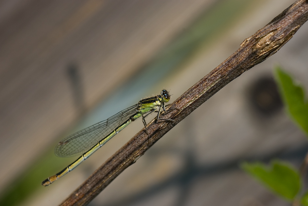 La mia prima Libellula
