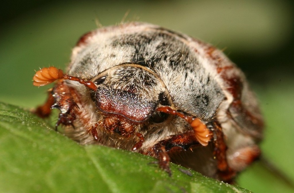 Maggiolino dell'Ippocastano