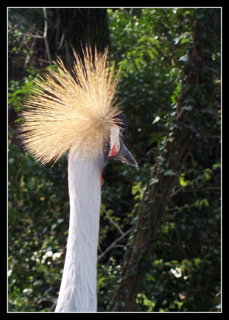 A me i punk mi fanno una pippa...