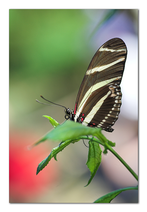 Macedonia di passanti