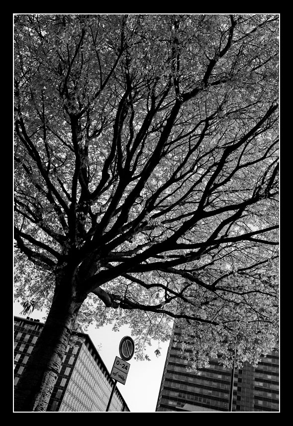 La linfa della citta`