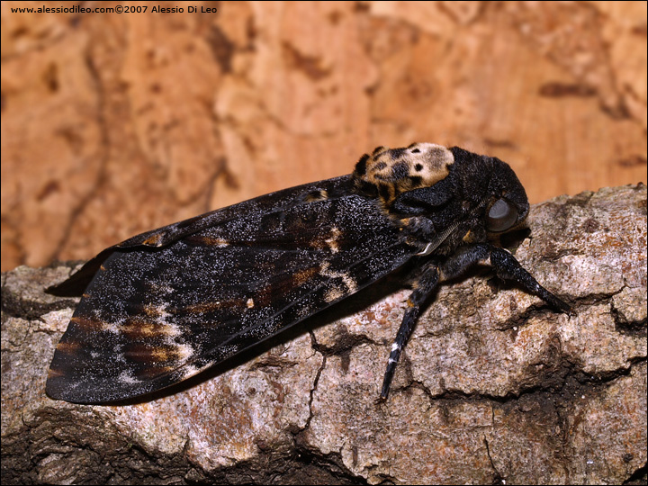 Acherontia atropos - Un'esperienza interessante