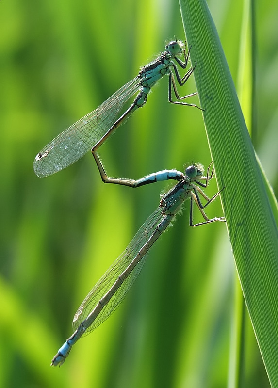 parallele controluce