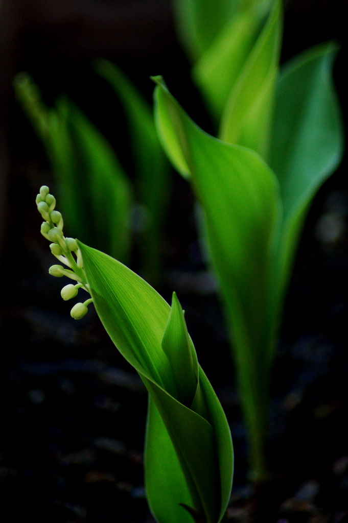 Convallaria majalis