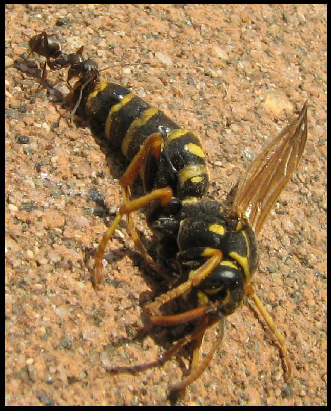 non sempre il pi� grosso...