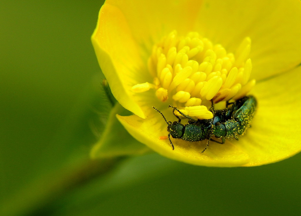 per letto.........un fiore.