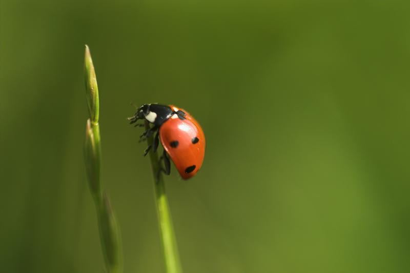 l'altro era pi� alto!