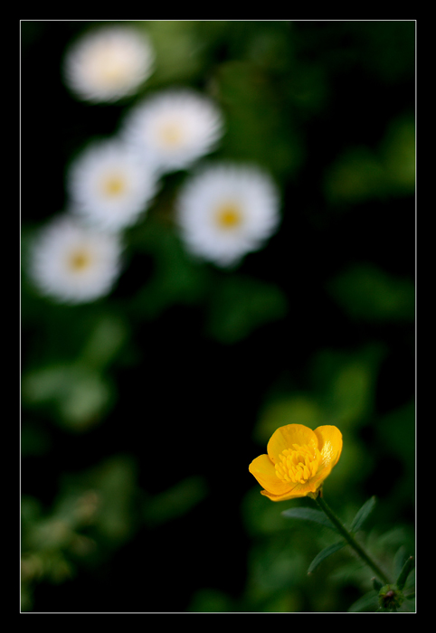 cuc�! voglio diventare vostra amichetta!