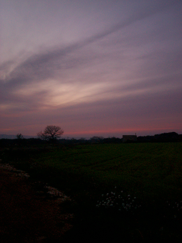 Solito albero spoglio al tramonto