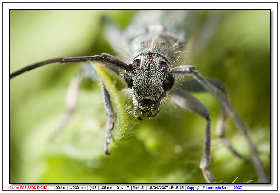 Desiderando l ' MP-E 65 mm