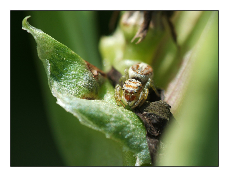 Ragnettino testa di morto