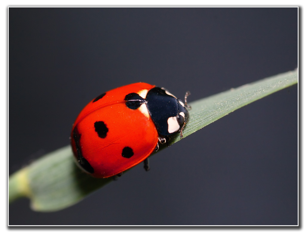 ladybird