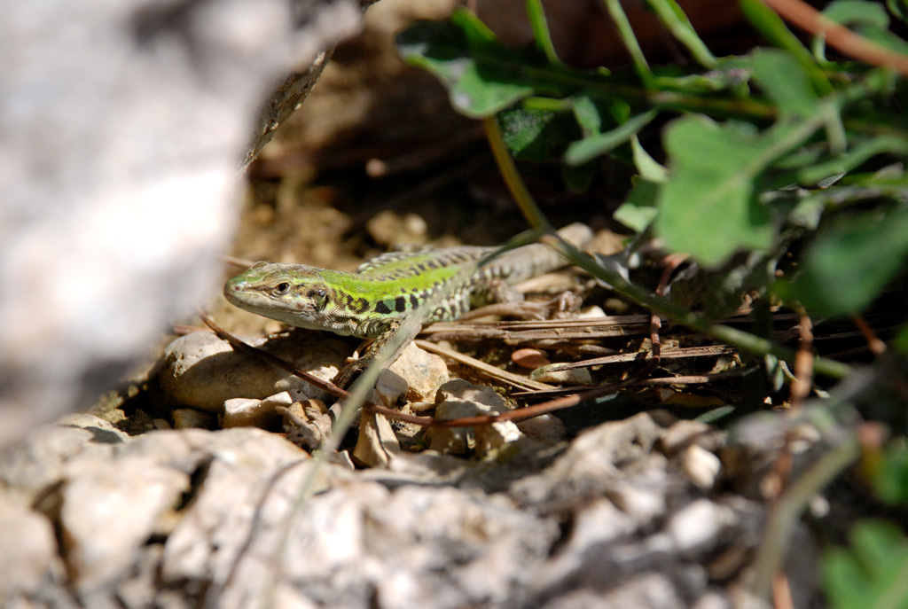 Lucertola al sole