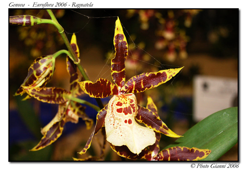 Euroflora 2006 -Ragnatela