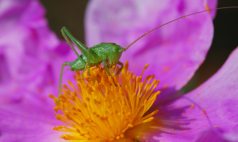 Grillo che f� merenda