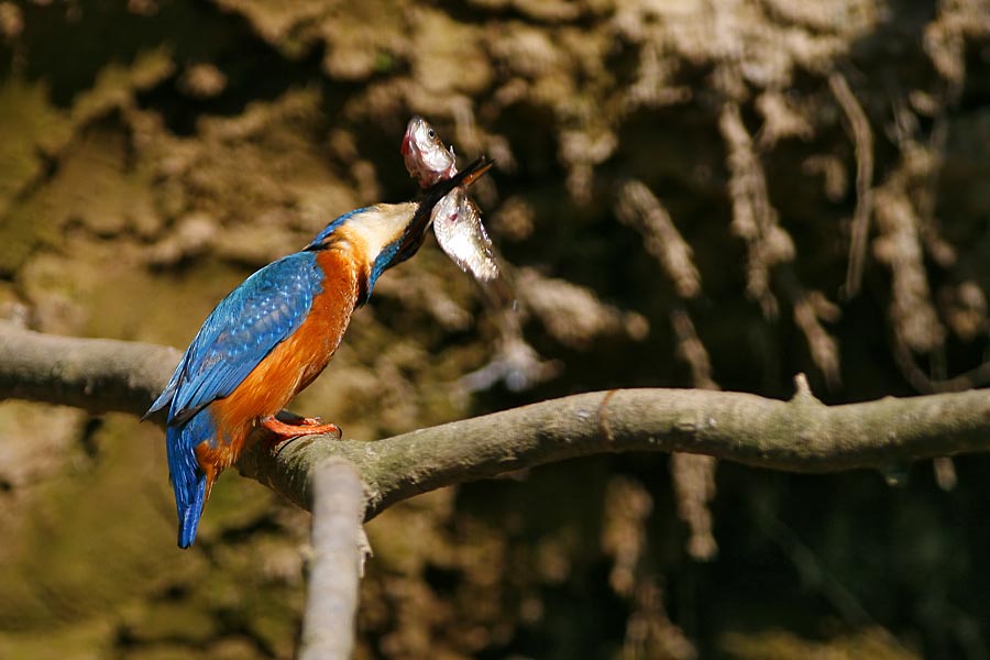 Martin Pescatore ...