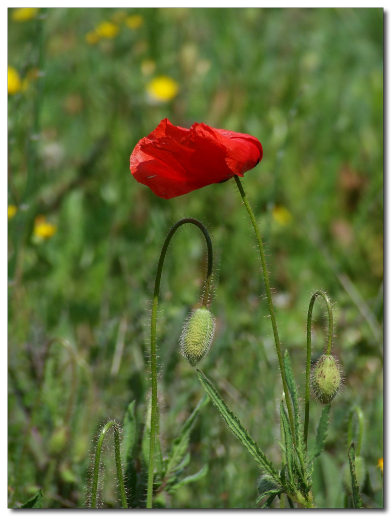 nel vento..Atto II�