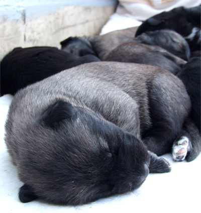 Piu' bella cosa non c'e'