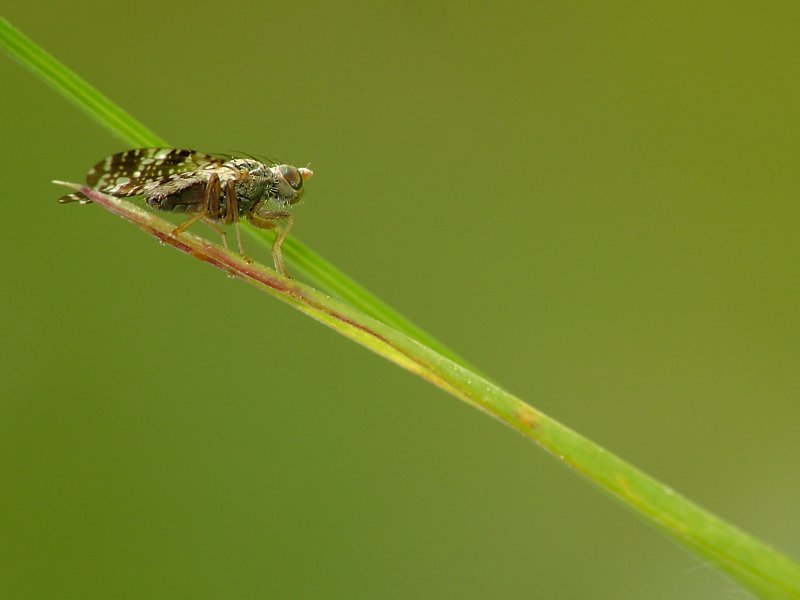 ma che moschina �???