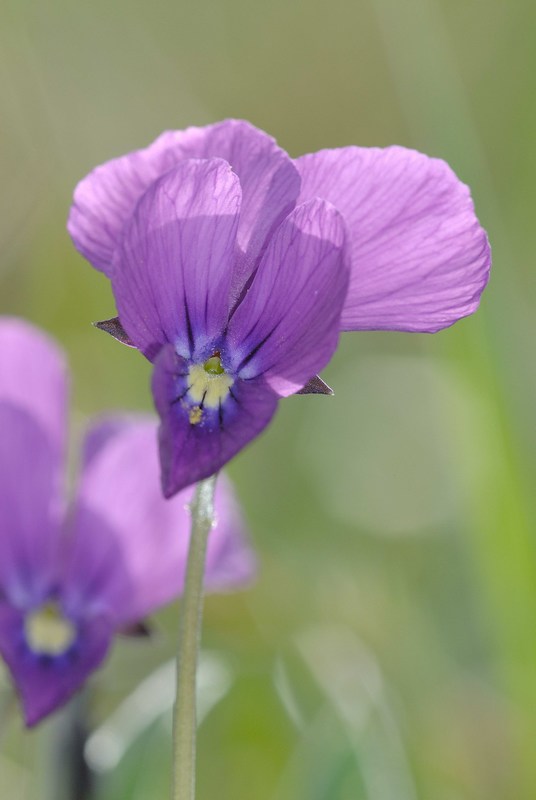 Viola etrusca Erben