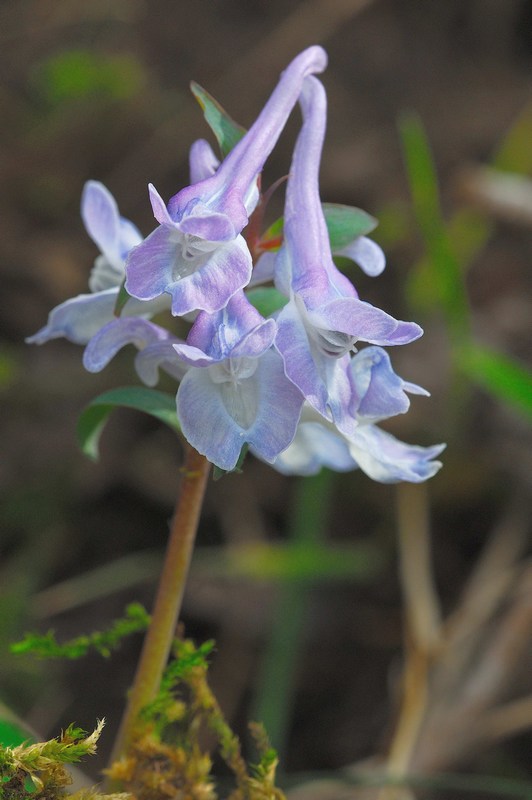 Corydalis cava L.