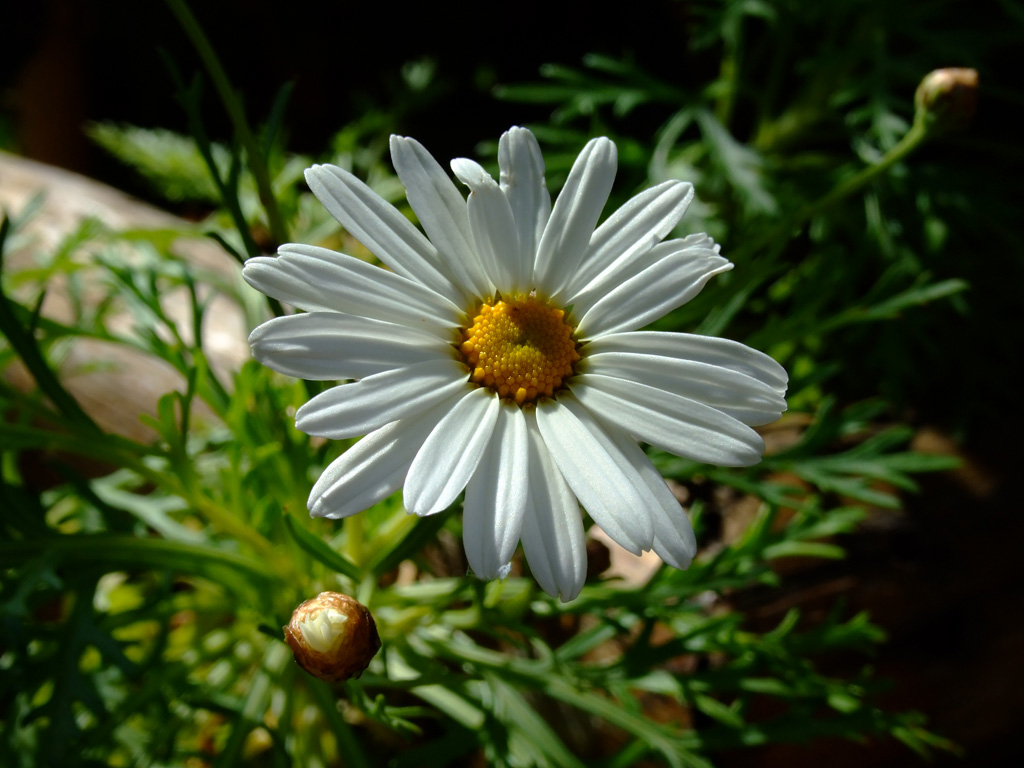 m'ama o non m'ama...